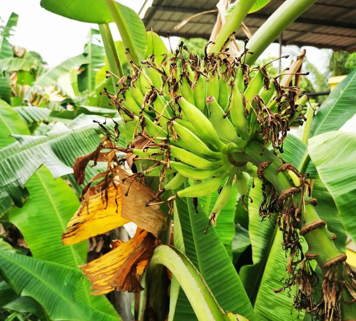 Homestay Tropical Stories Apartment Varkala India